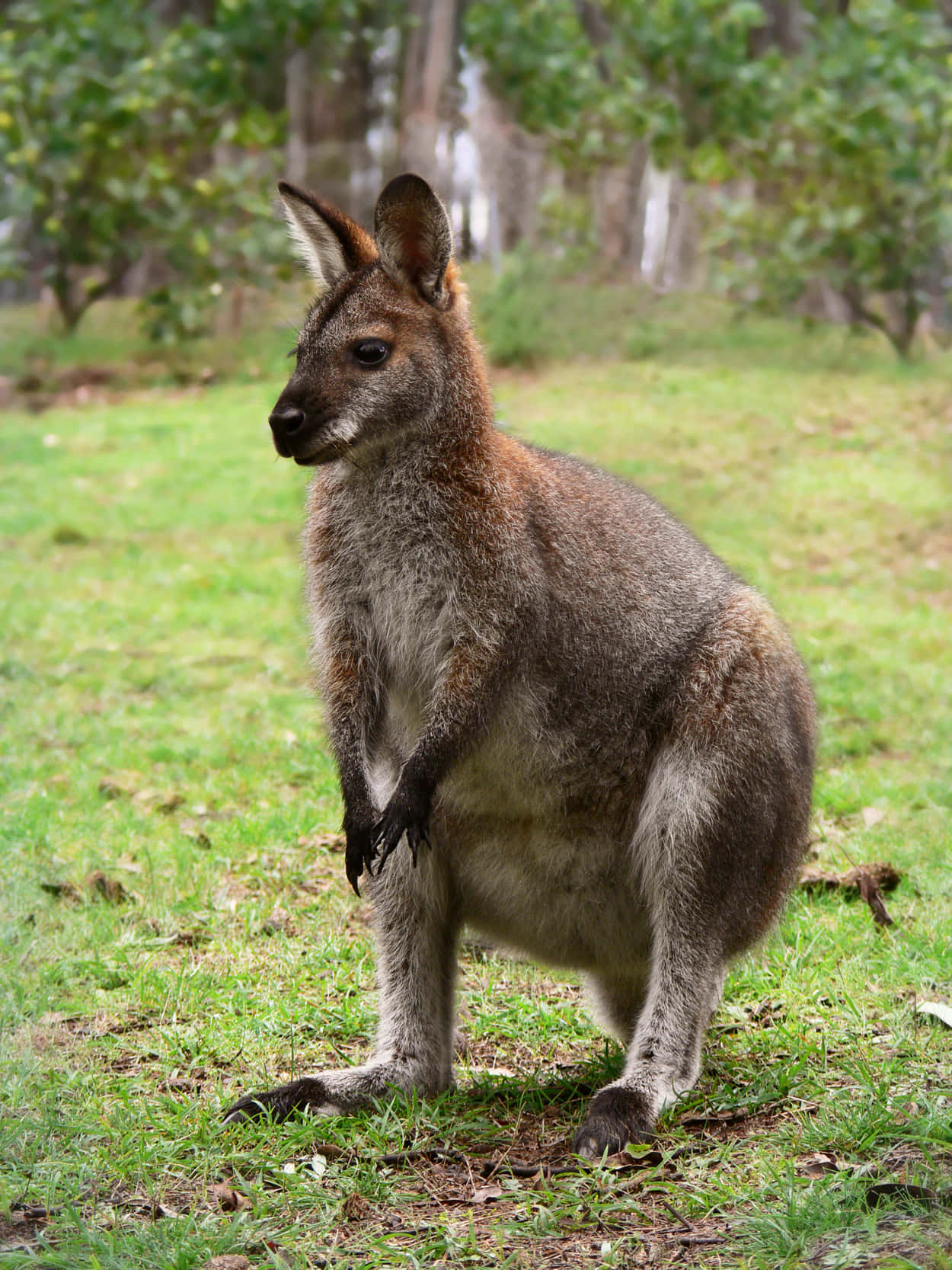 Wallaby, gray kangaroo, grassy ground, HD Phone Wallpaper