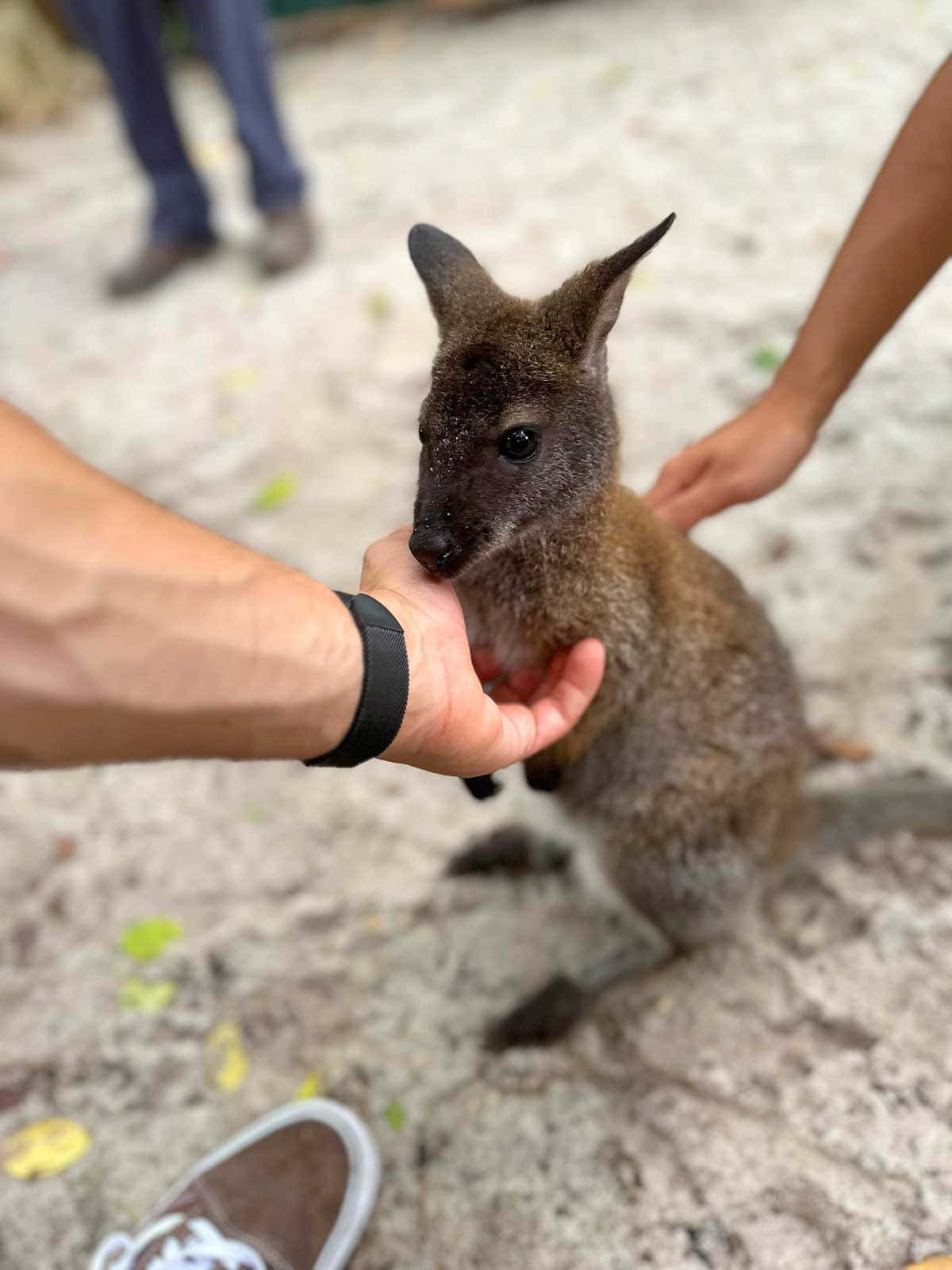 wallaby, human hands, sandy ground, HD Phone Wallpaper
