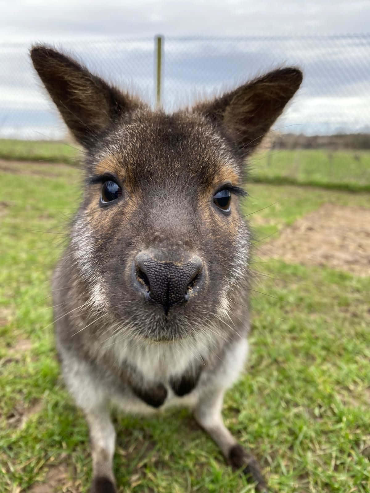 curious wallaby, dark fur, white chest, HD Phone Wallpaper