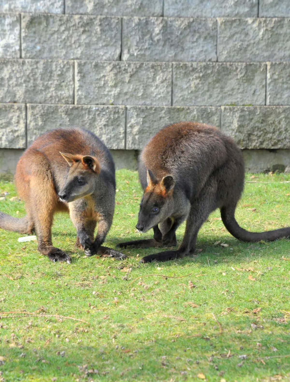 wallabies, brown and gray fur, green grass, HD Phone Wallpaper