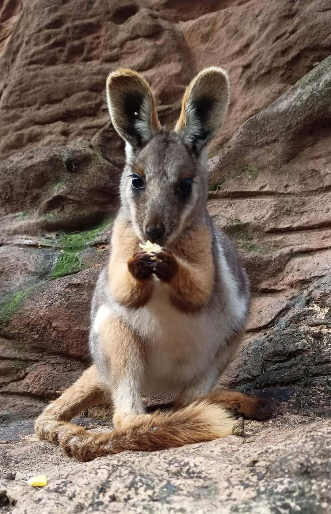Wallaby, rocky terrain, small piece of food, HD Phone Wallpaper