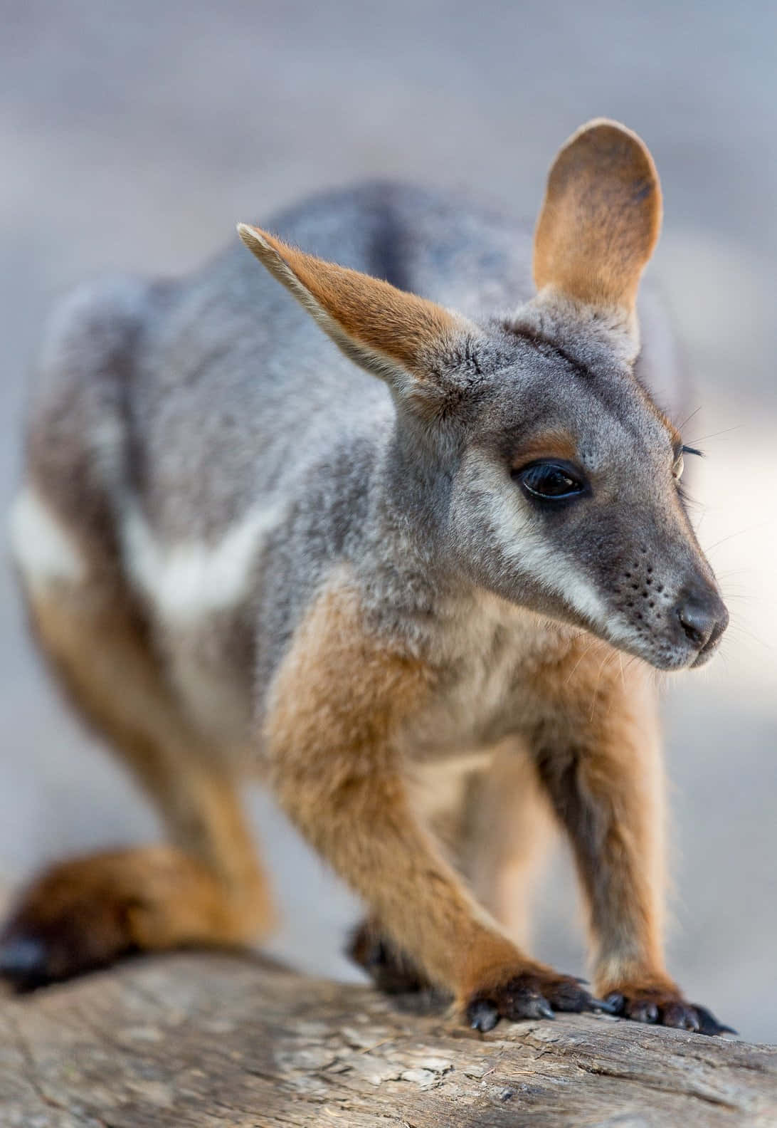 Wallabyon Log, gray kangaroo, tan ears, HD Phone Wallpaper