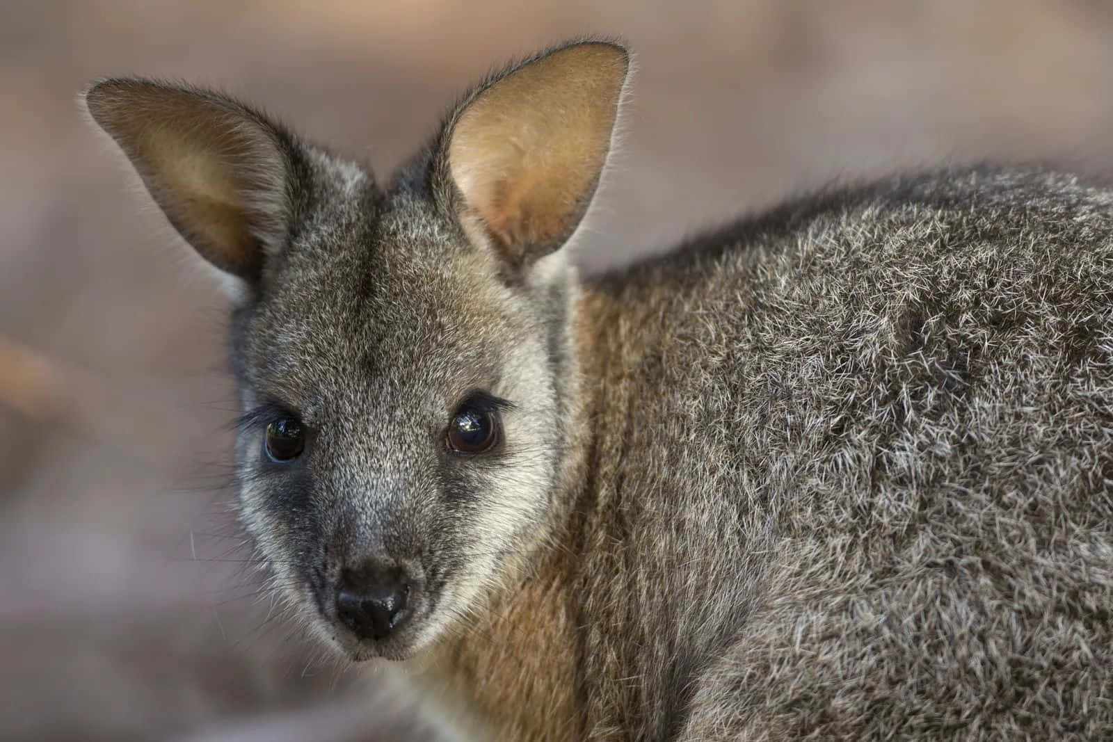wallaby, gray marsupial, large ears, HD Desktop Wallpaper