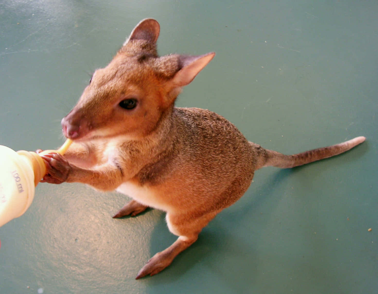 baby wallaby, yellow baby bottle, human hand, HD Desktop Wallpaper