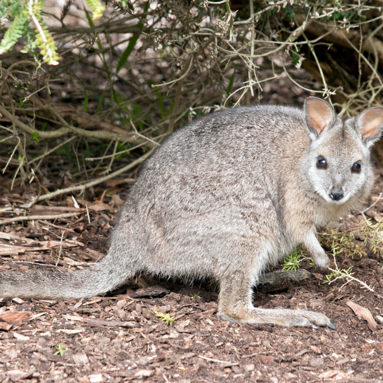 wallaby, natural habitat, gray, HD Desktop Wallpaper