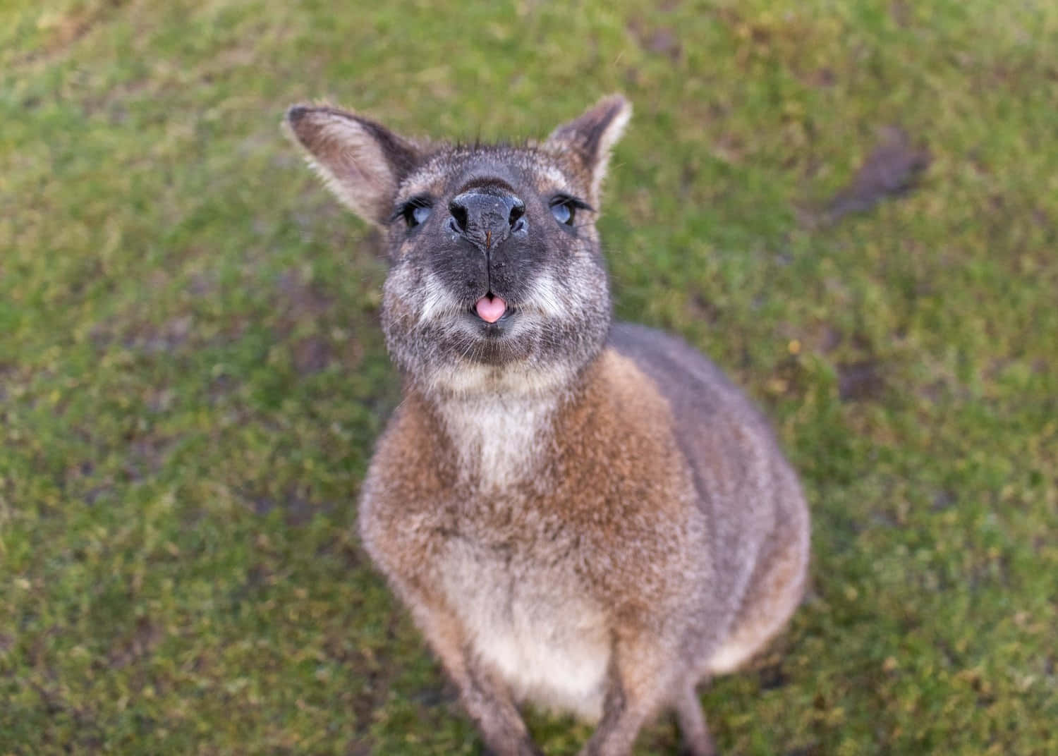 wallaby, tongue out, close-up, HD Desktop Wallpaper