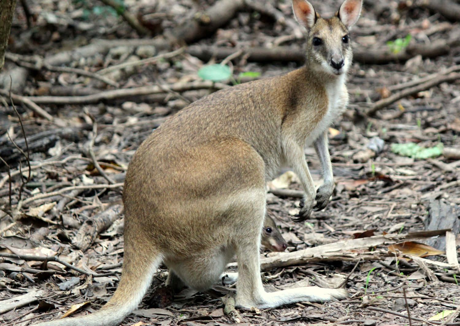 wallaby, forest floor, dry leaves, HD Desktop Wallpaper