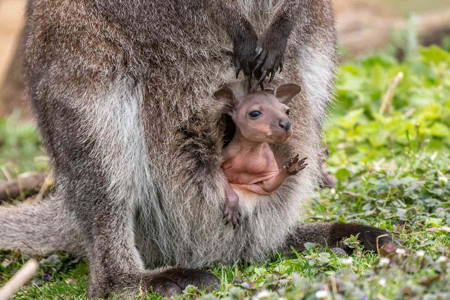 Wallaby, joey, pouch, HD Desktop Wallpaper