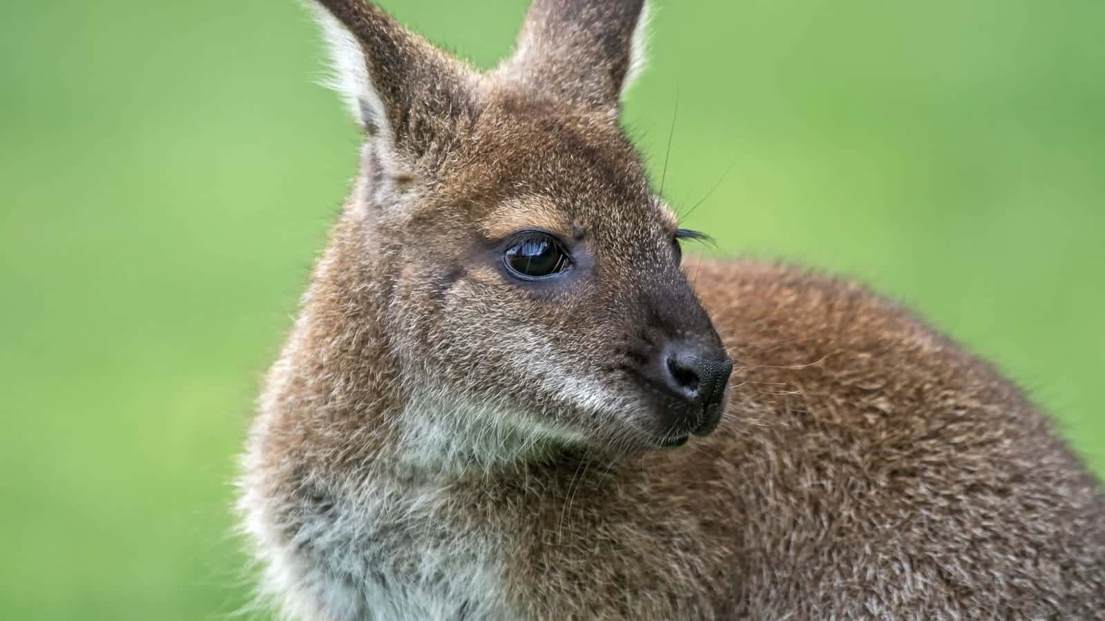 Wallaby, brown kangaroo, large ears, HD Desktop Wallpaper