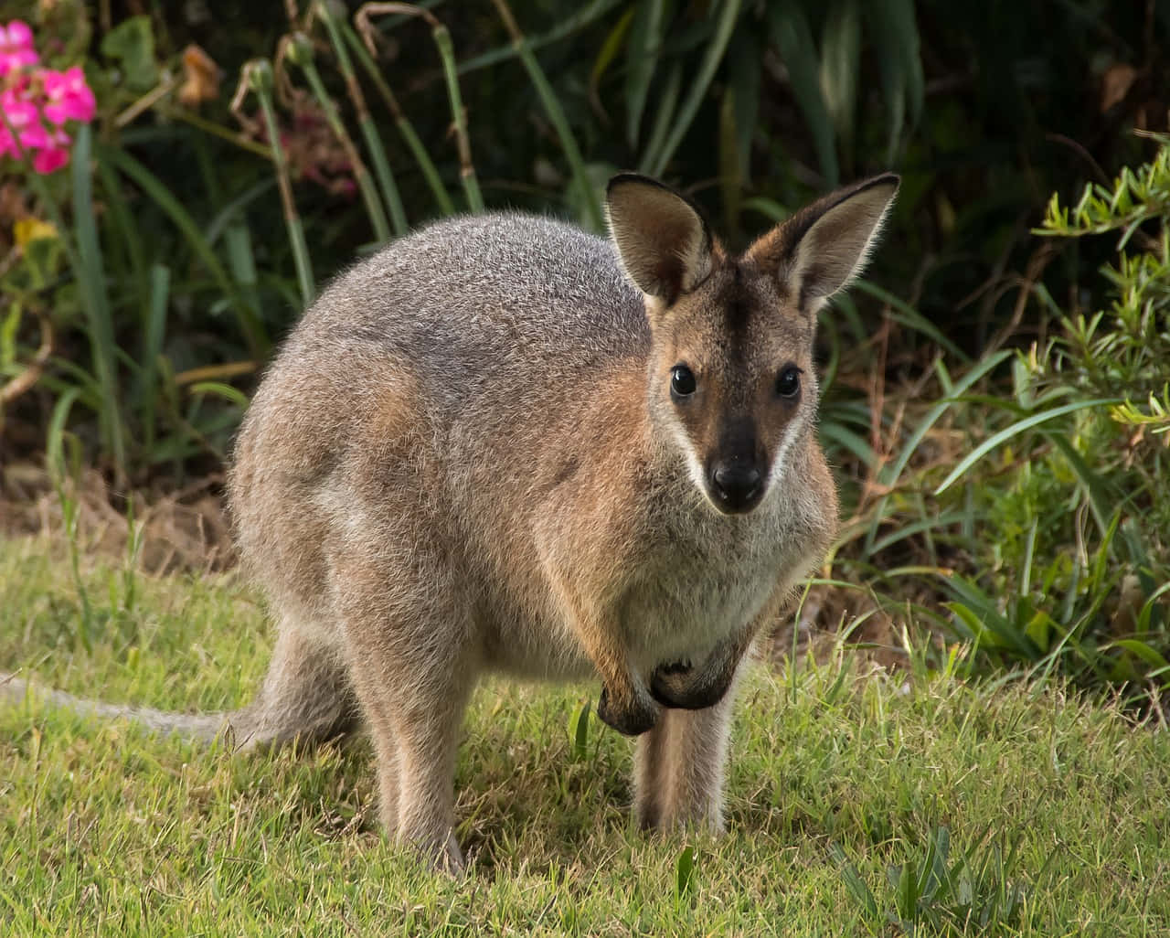 Wallaby, grassland, green grass, HD Desktop Wallpaper