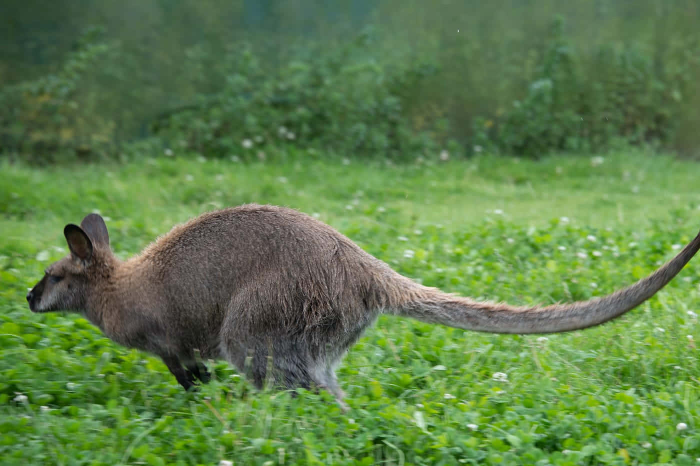Wallaby, gray kangaroo, lush green field, HD Desktop Wallpaper