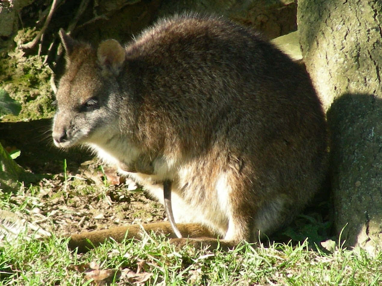 Wallaby, sunshine, grass, SD Desktop Wallpaper