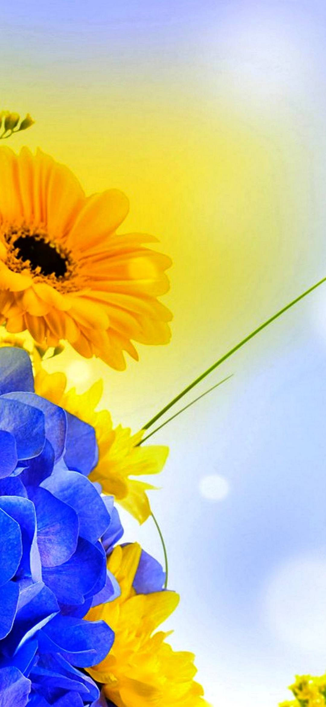 vivo y11, sunflower, vibrant yellow, Full HD Phone Wallpaper