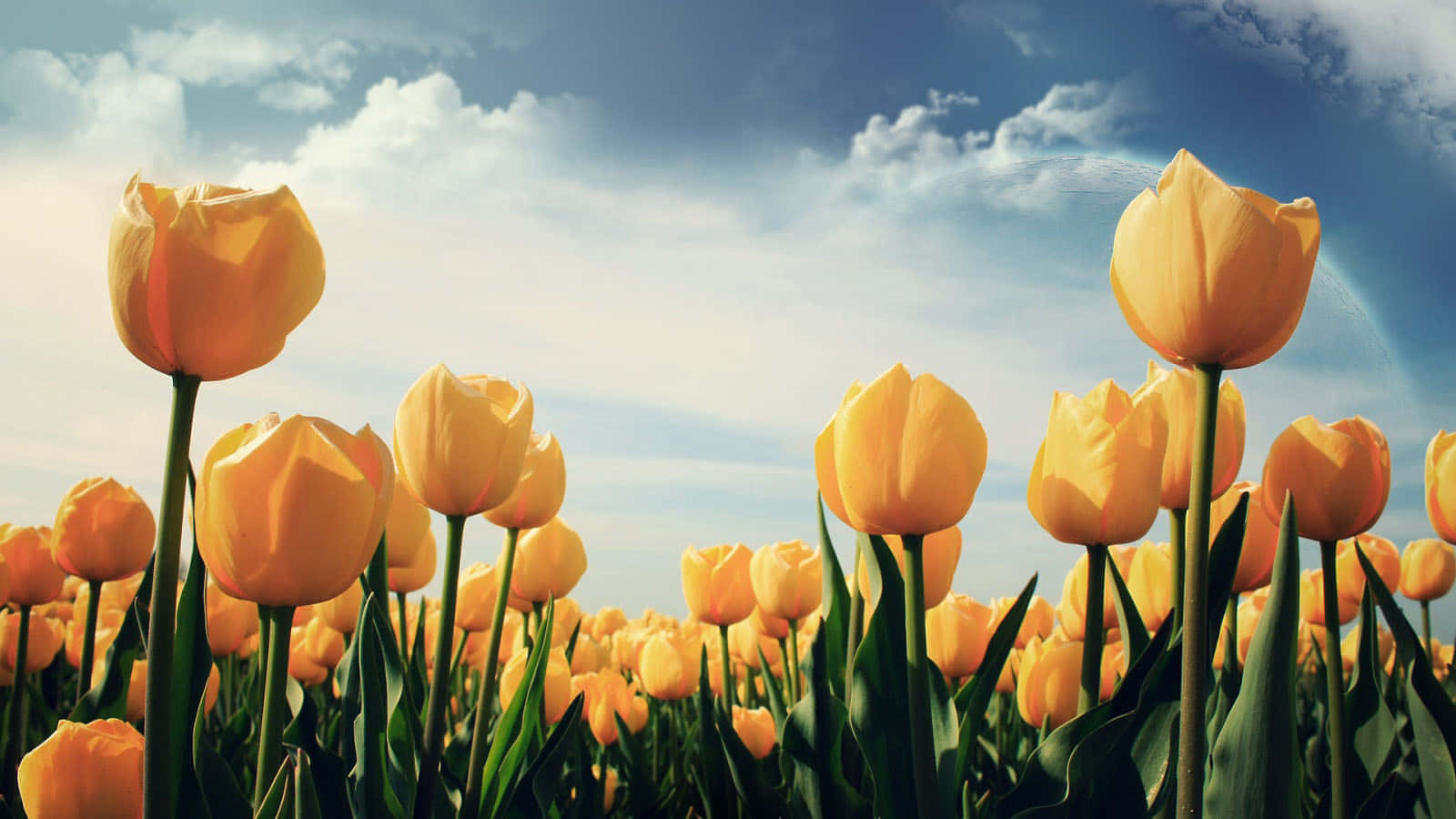 Wildflowers, yellow tulips, bright blue sky, HD Desktop Wallpaper