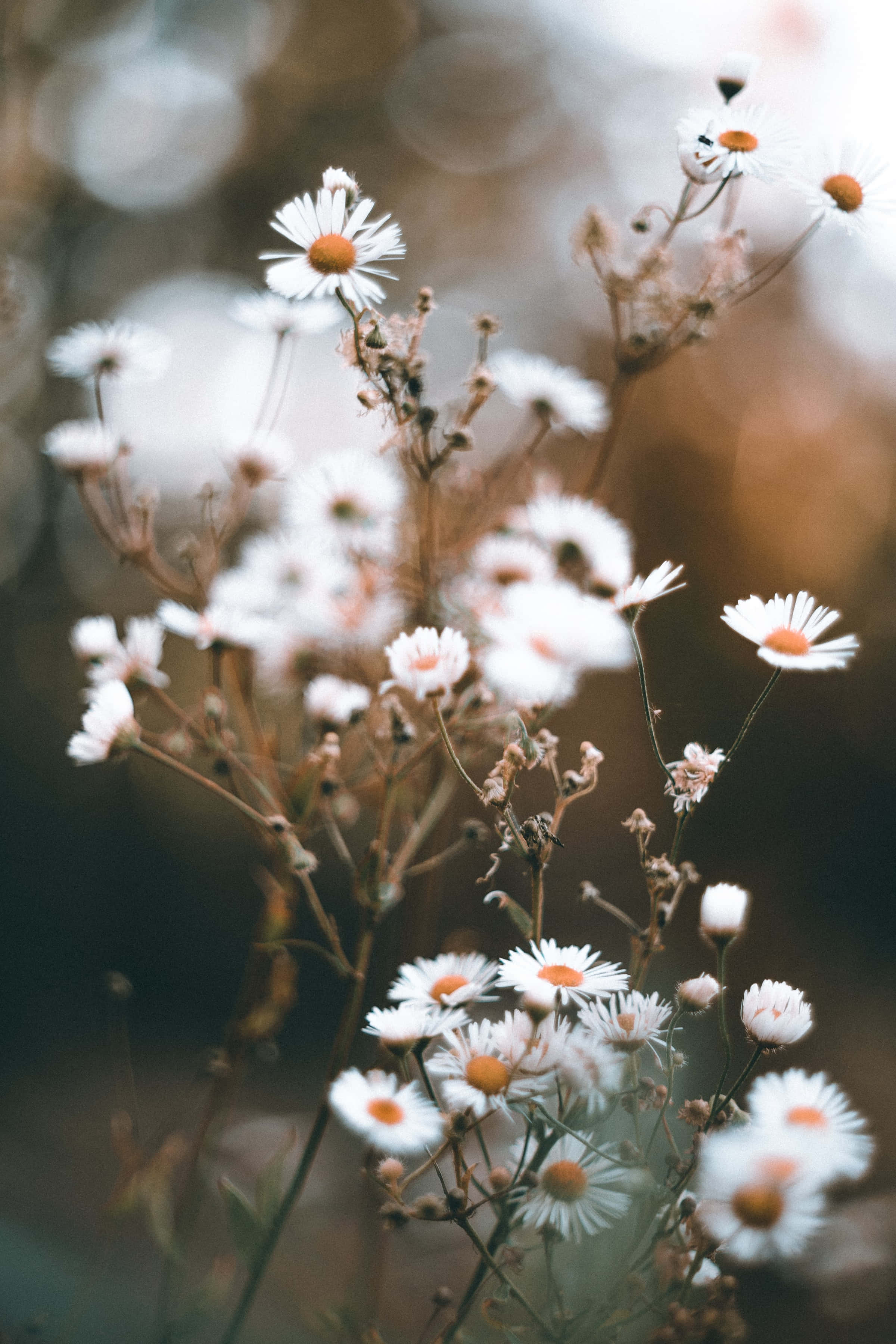 White Wildflowers Daisies, daisies, orange centers, 2K Phone Wallpaper