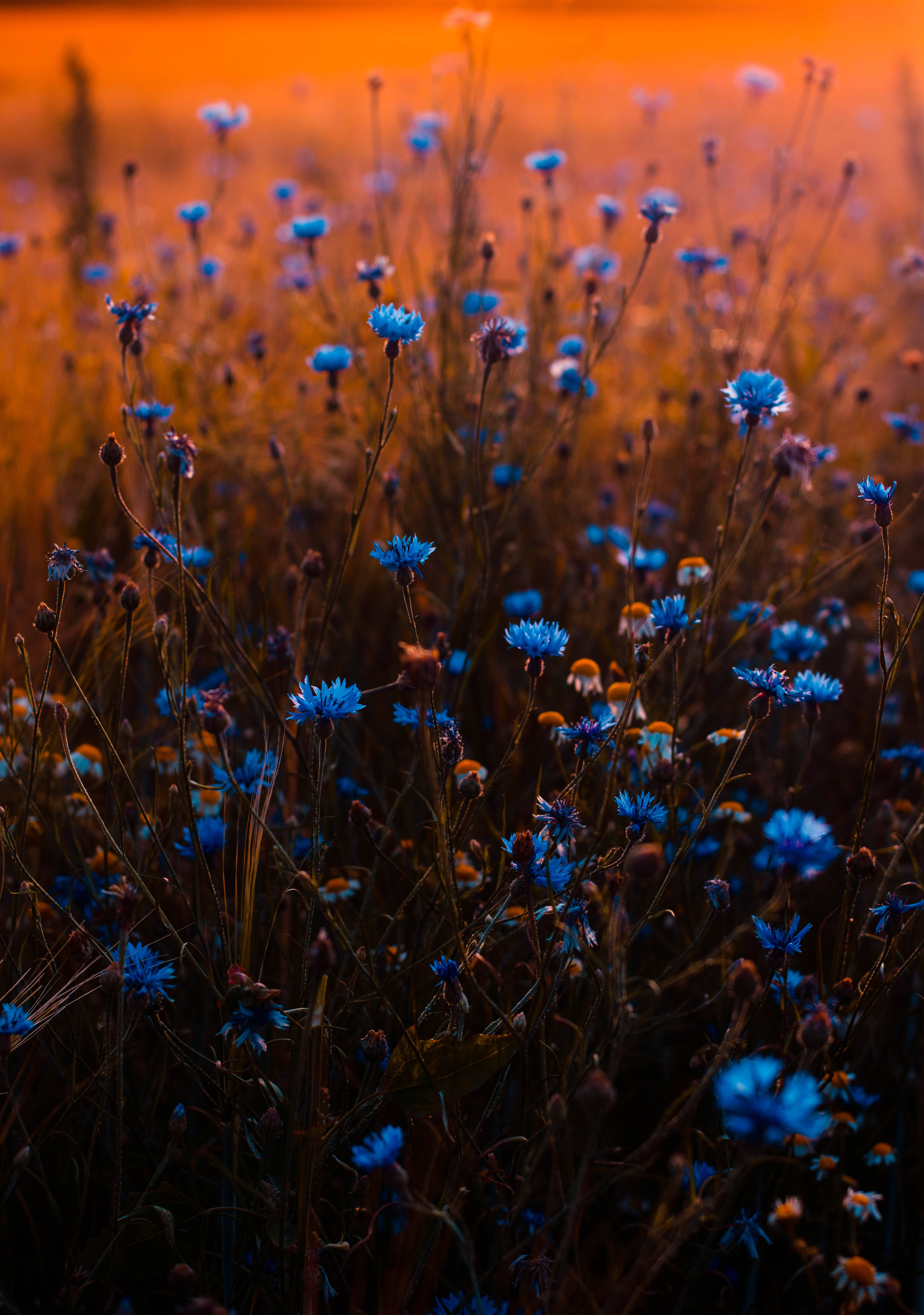 blue cornflowers, fiery orange sunset sky, softly blurred field, 5K Phone Wallpaper