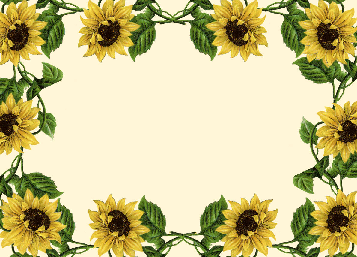 sunflower, green leaves, creamy background, SD Desktop Wallpaper
