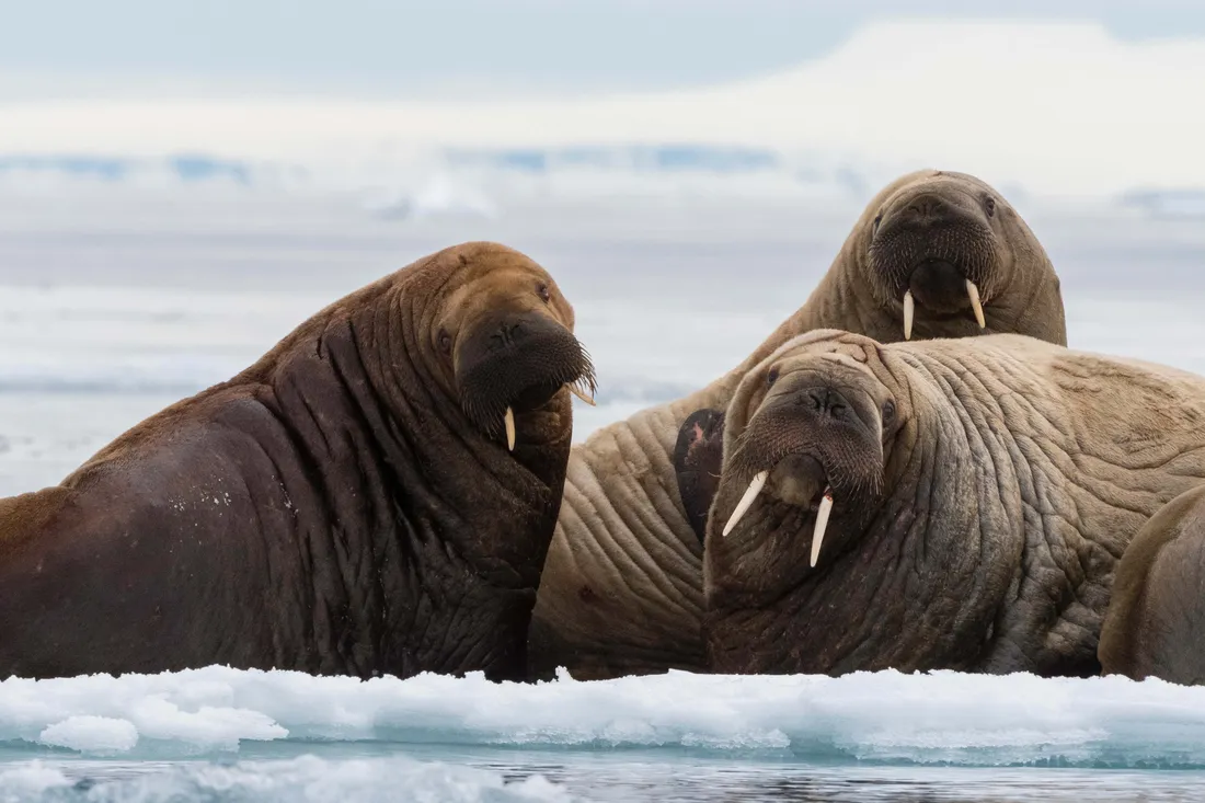 Walrus