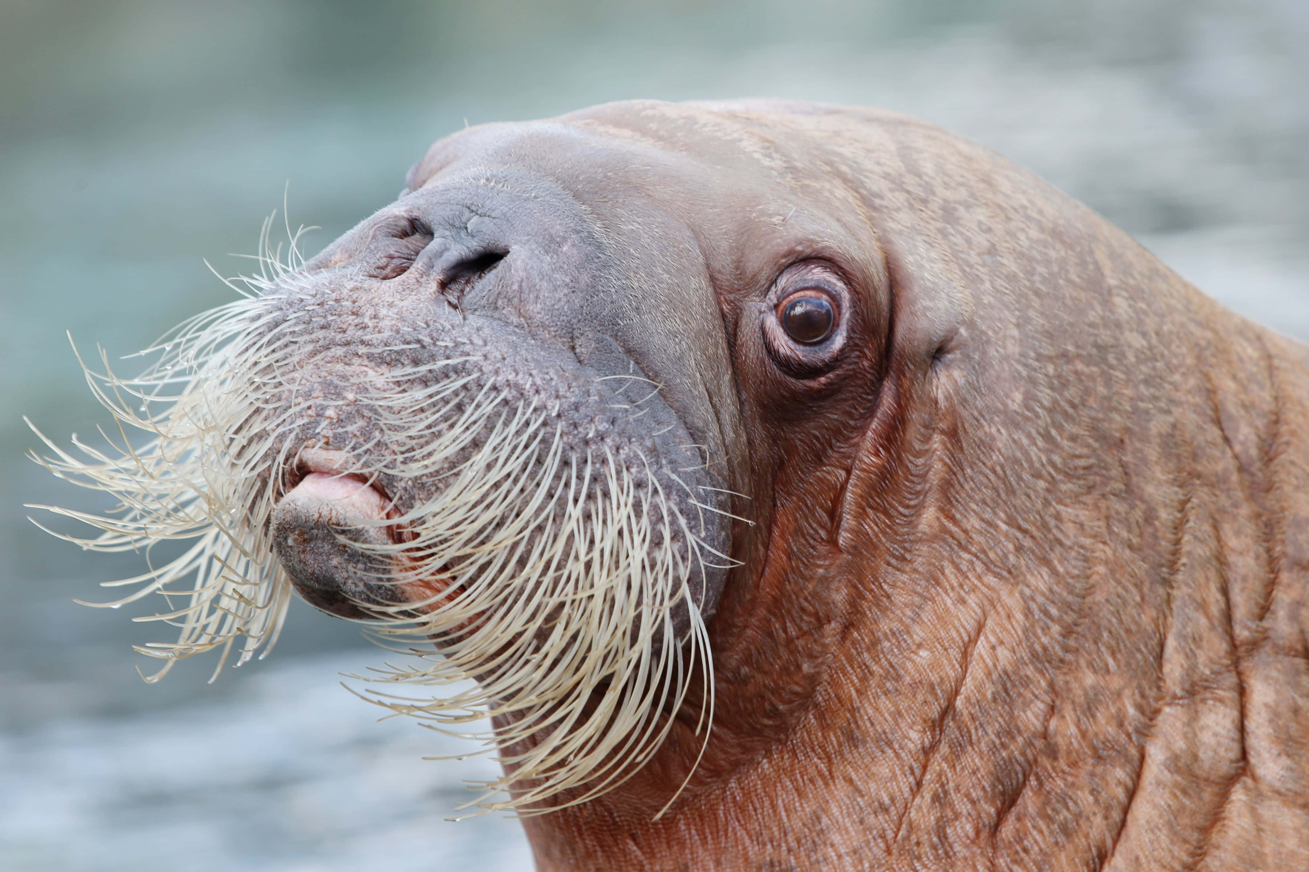 walrus, arctic iceberg, thick mustache, 4K Desktop Wallpaper