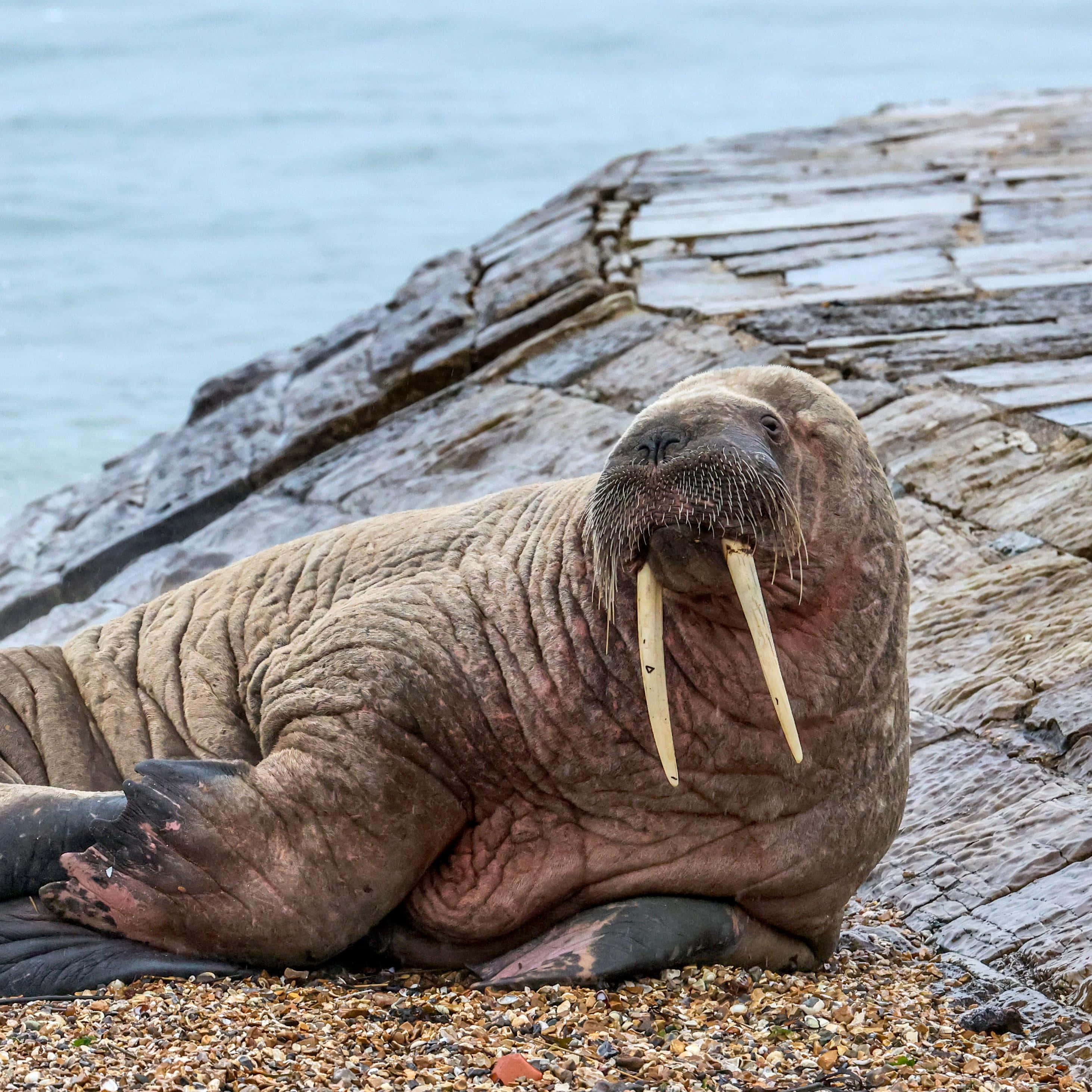 walrus, iceberg, ivory tusks, 2K Desktop Wallpaper