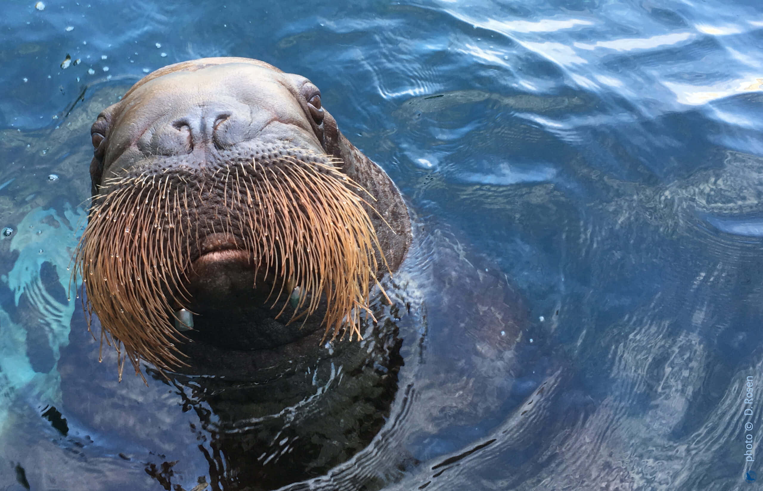 walrus, arctic iceberg, clear blue water, 2K Desktop Wallpaper