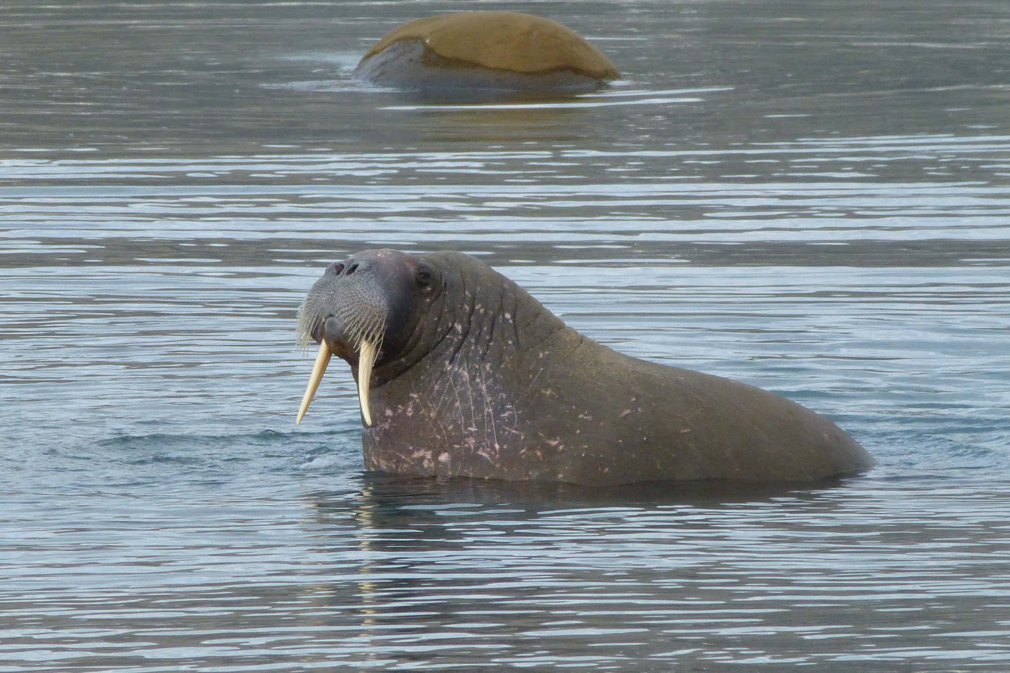 walrus, ivory tusks, calm gray water, Full HD Desktop Wallpaper
