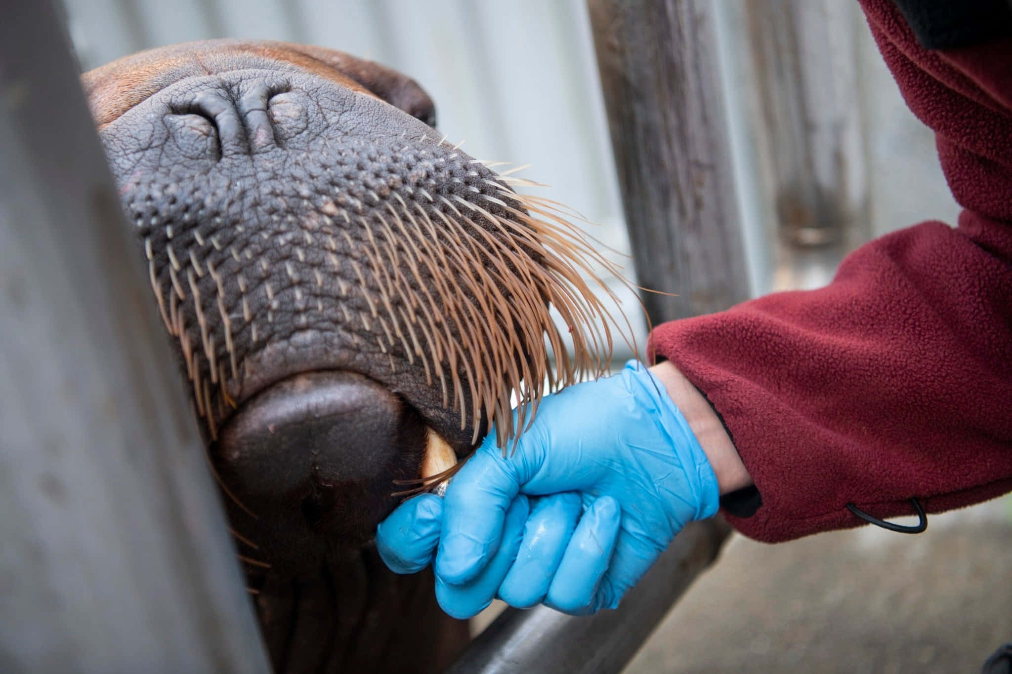 walrus, wrinkled skin, long whiskers, Full HD Desktop Wallpaper