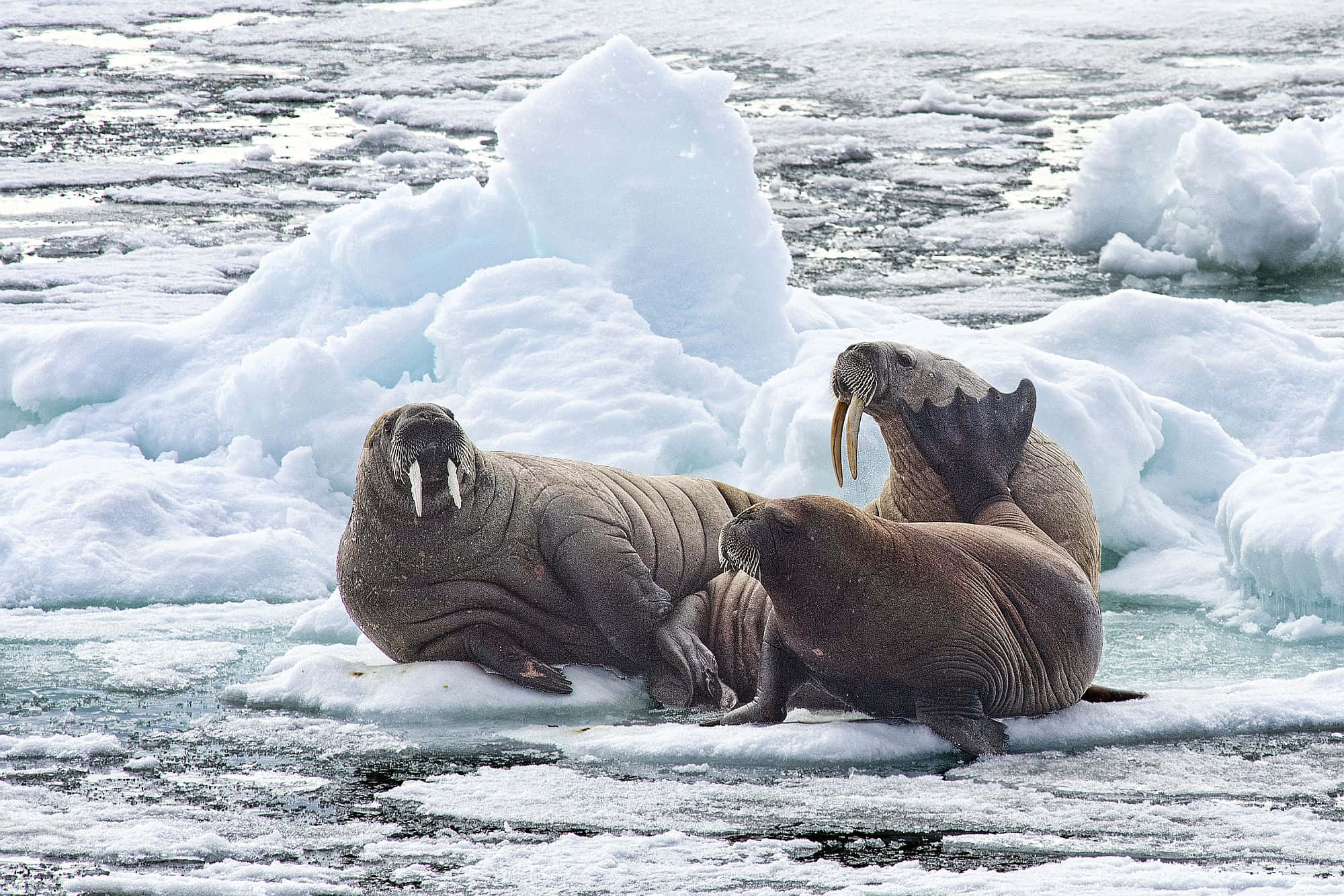 walrus, arctic iceberg, floating floes, Full HD Desktop Wallpaper
