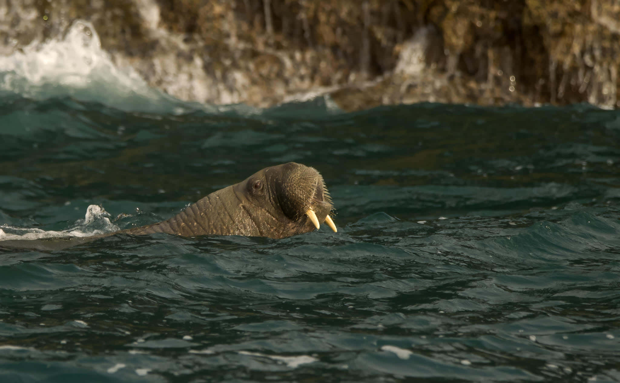 walrus, ocean waters, rocky cliffs, Full HD Desktop Wallpaper