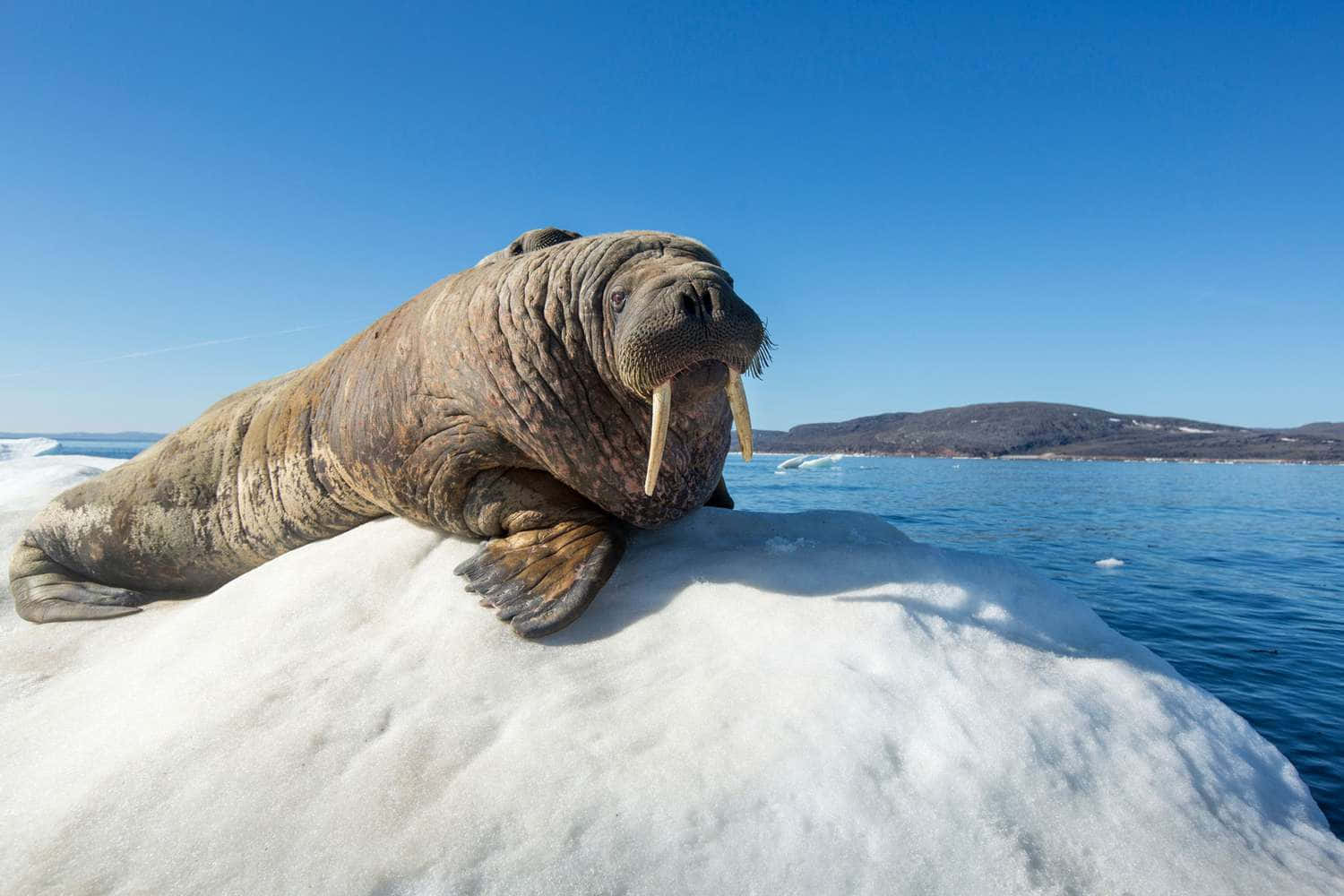 walrus, arctic iceberg, snow-covered iceberg, HD Desktop Wallpaper