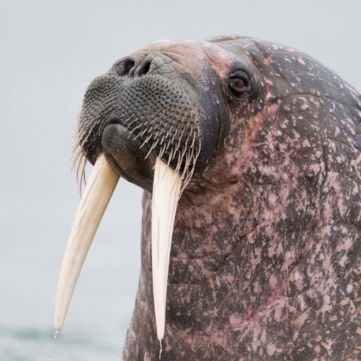 walrus, iceberg, ivory tusks, SD Desktop Wallpaper