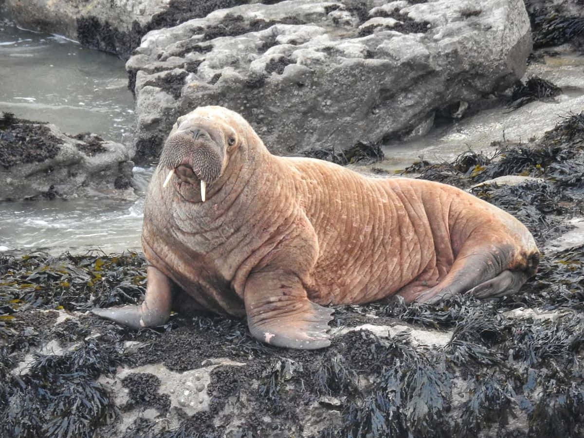 walrus, ice floe, arctic, SD Desktop Wallpaper