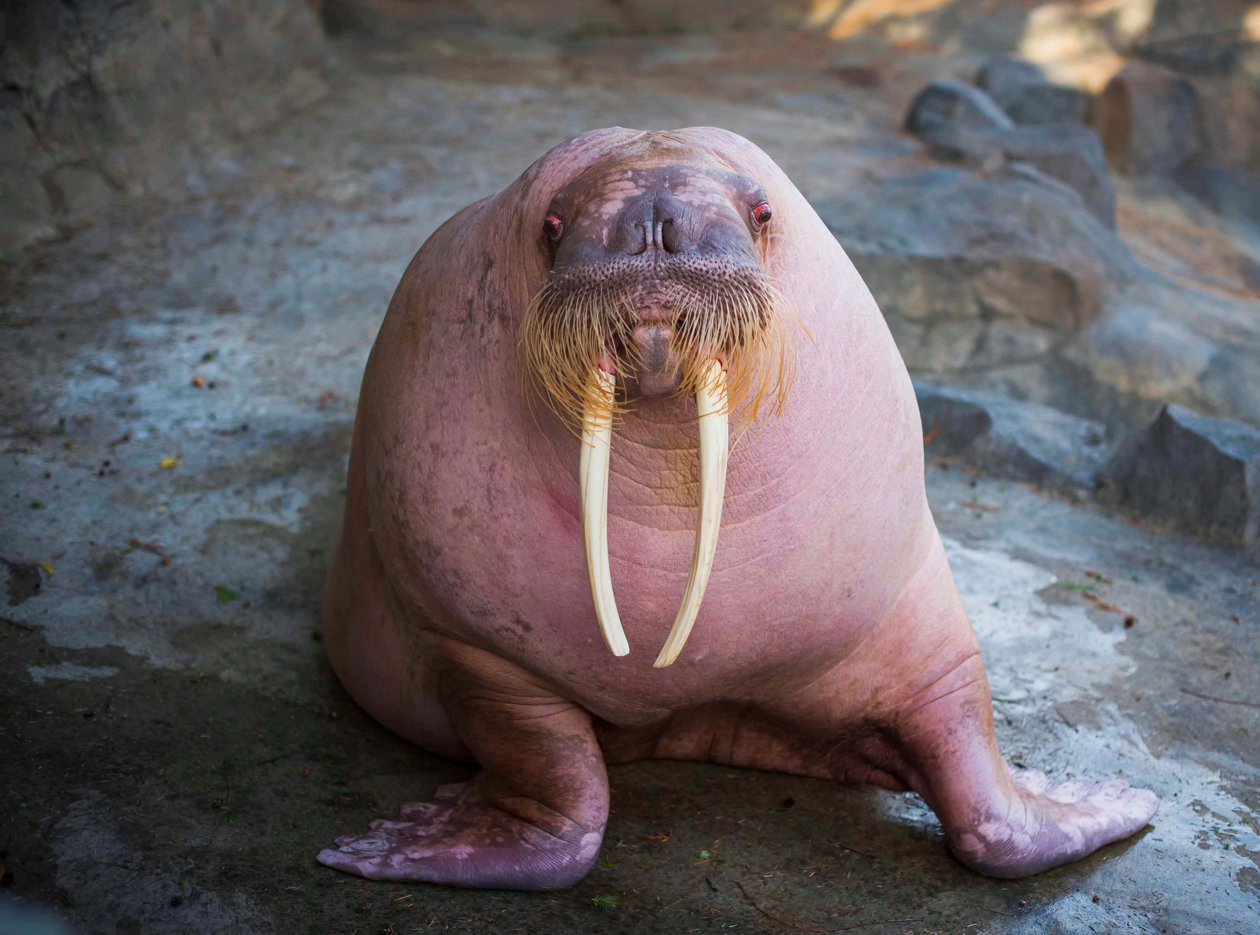 walrus, icy habitat, pink walrus, 4K Desktop Wallpaper