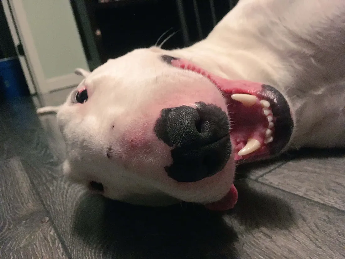 Walter The Dog