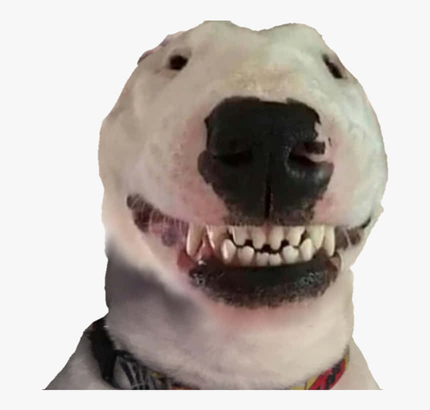 Walter the Dog, bull terrier, white, SD Desktop Wallpaper