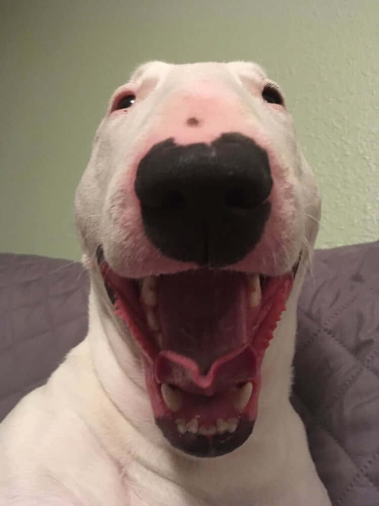 Walter The Dog, white bull terrier, black nose, SD Phone Wallpaper