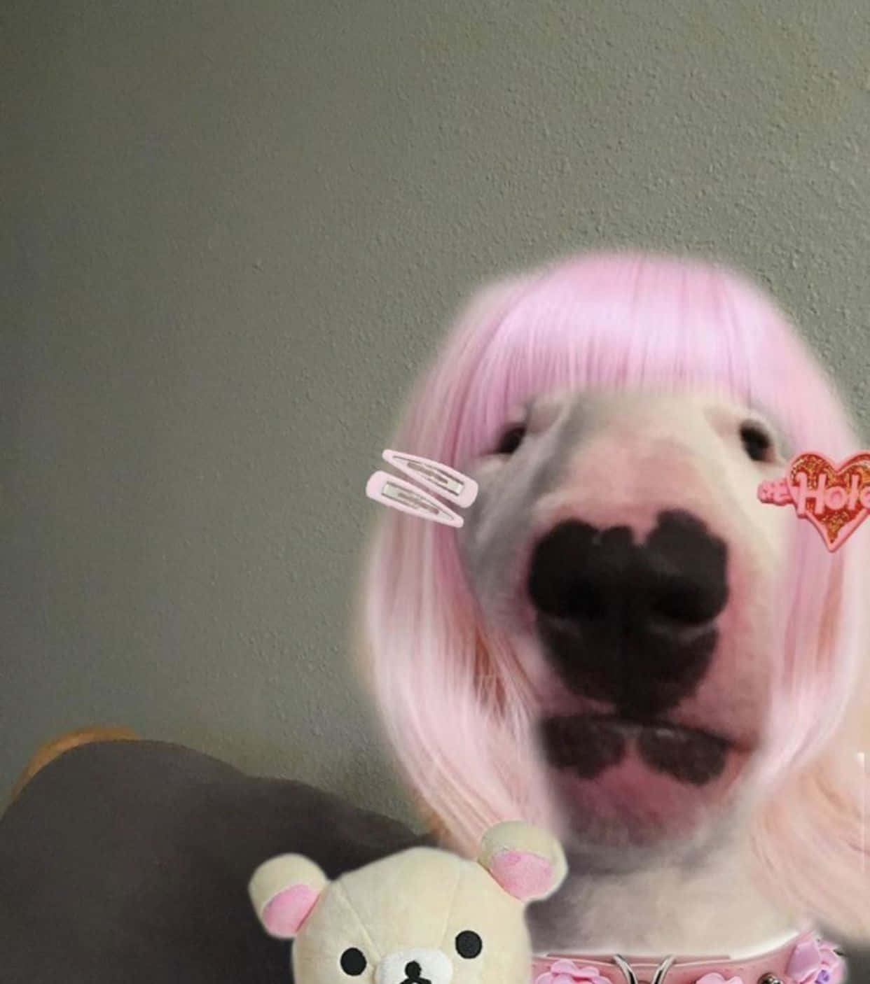 Walter The Dog, pink wig, heart clip, HD Phone Wallpaper