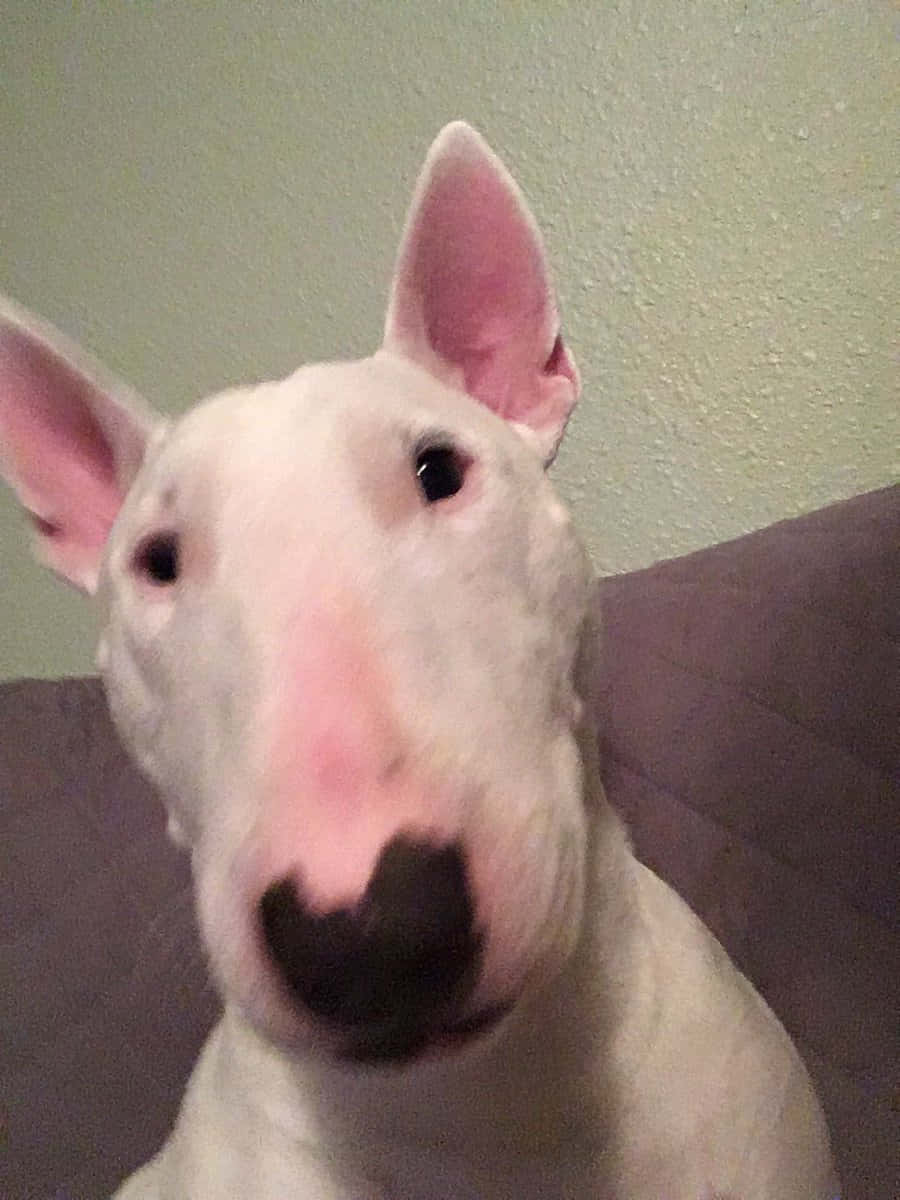 Walter The Dog, white bull terrier, pink ears, SD Phone Wallpaper