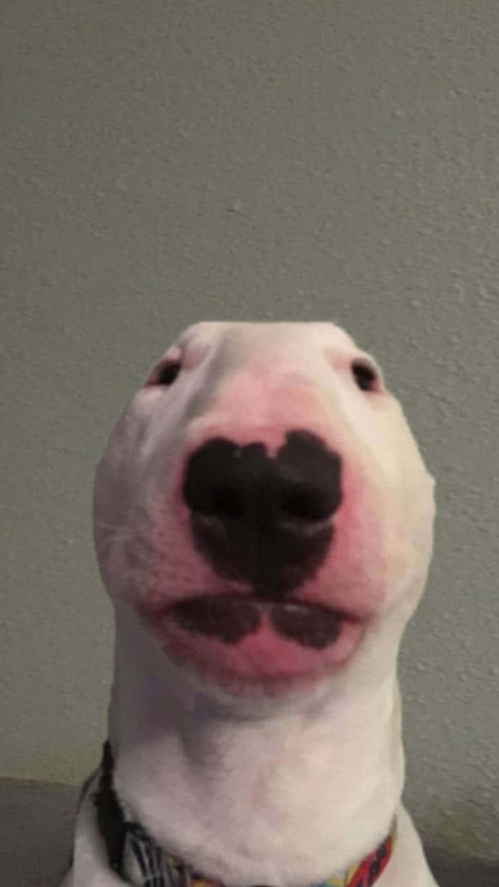 Walter The Dog, white bull terrier, heart-shaped black nose, HD Phone Wallpaper