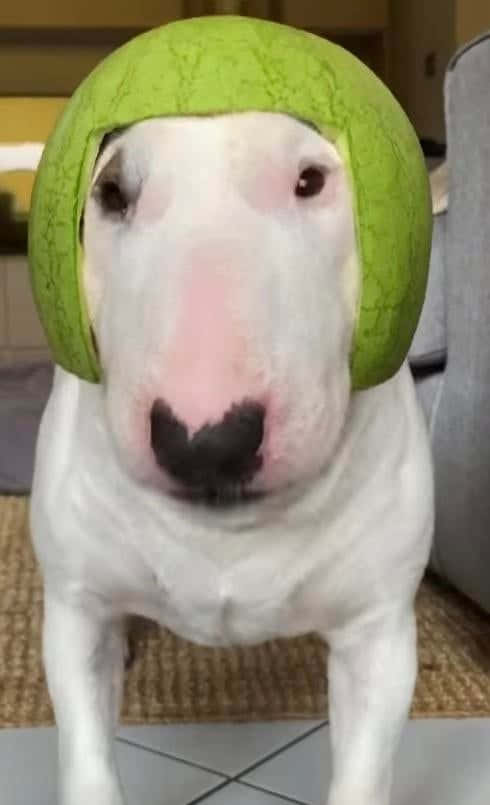 Walter The Dog, white bull terrier, green watermelon rind helmet, SD Phone Wallpaper