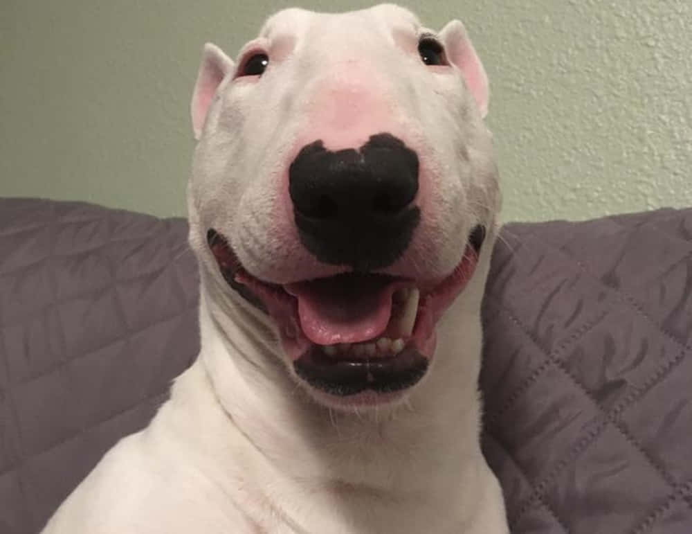 Walter The Dog, white bull terrier, black nose, SD Desktop Wallpaper