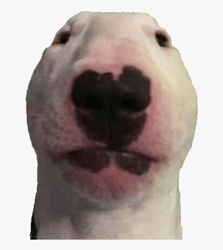 Walter The Dog, white bull terrier, pink nose, SD Phone Wallpaper