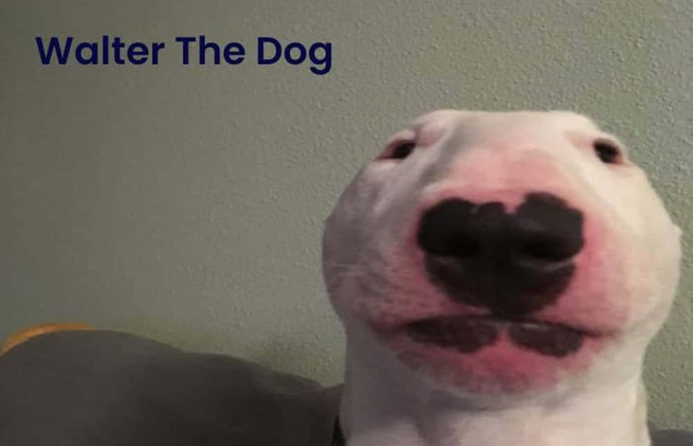 white bull terrier, pink nose, black markings, SD Desktop Wallpaper