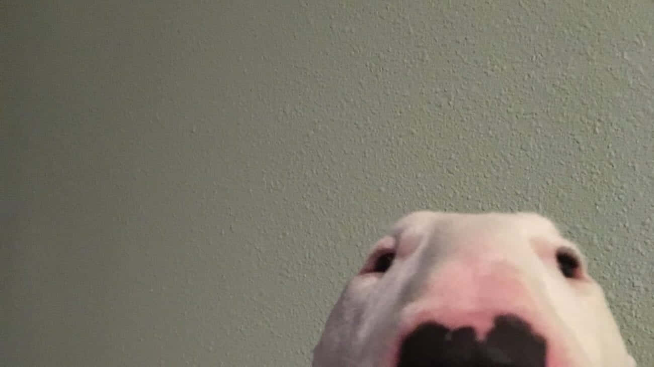 Walter The Dog, white dog, black nose, HD Desktop Wallpaper