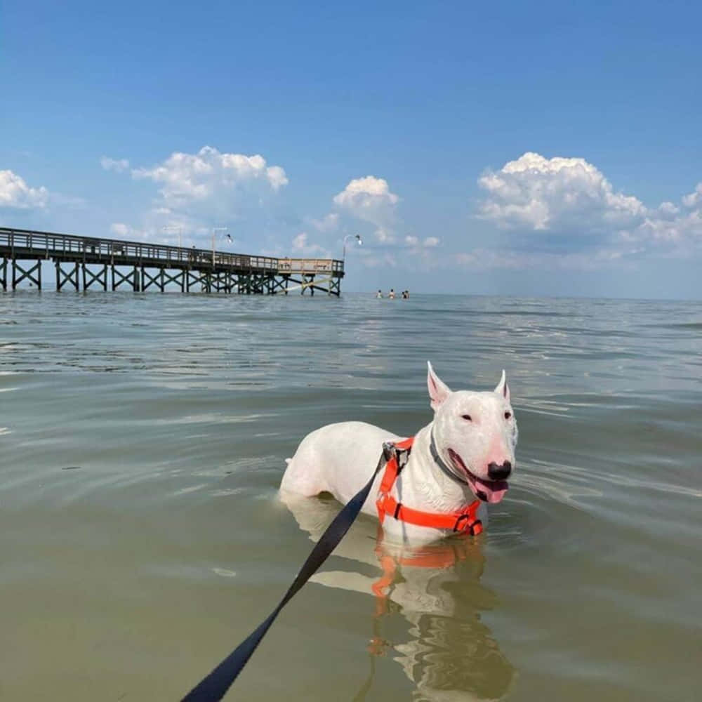 Walter The Dog, white bull terrier, orange harness, SD Desktop Wallpaper