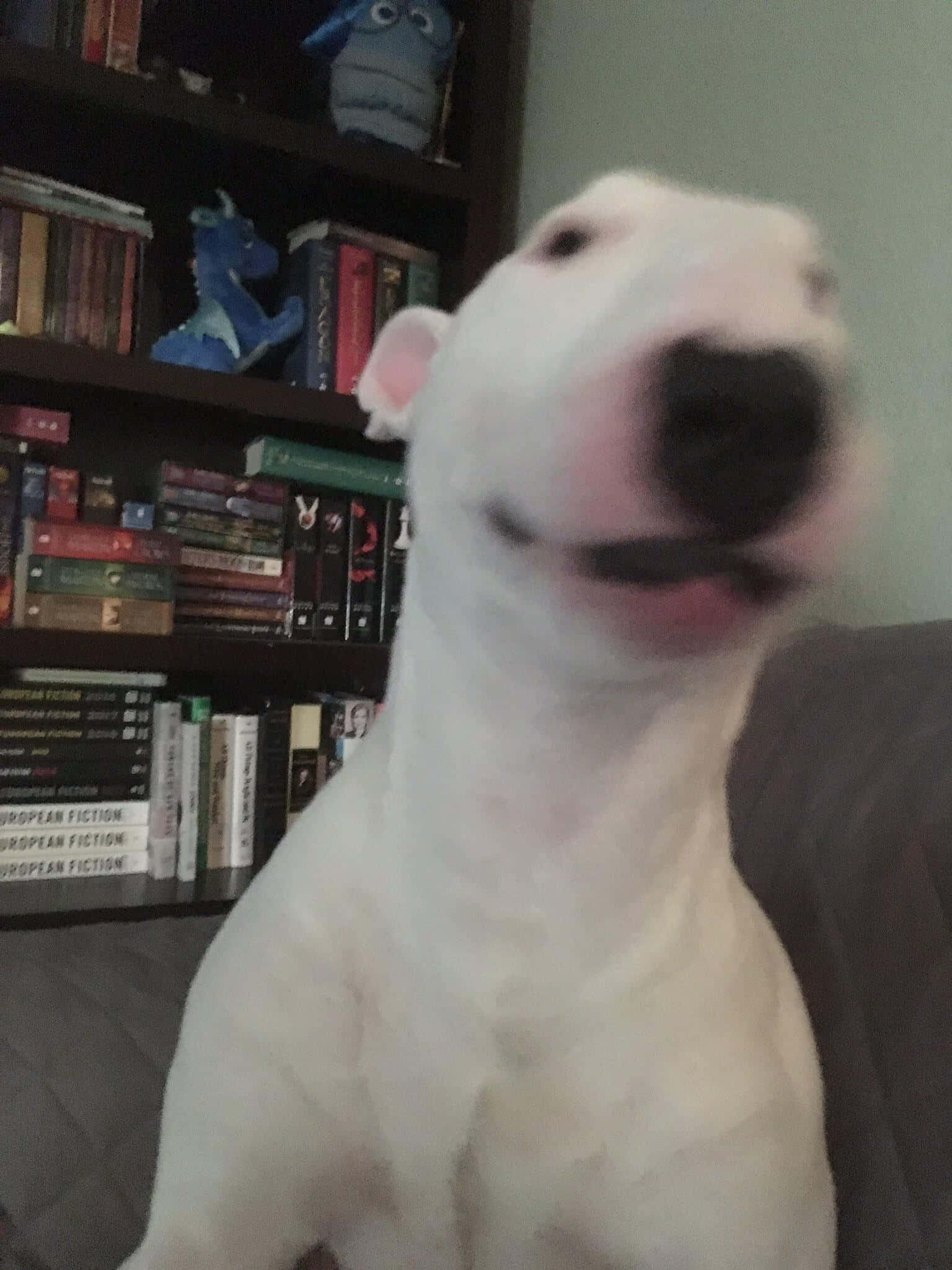 Walter The Dog, white bull terrier, couch, Full HD Phone Wallpaper