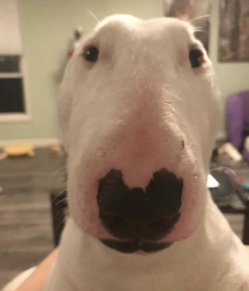 Walter The Dog, white bull terrier, black nose, SD Phone Wallpaper