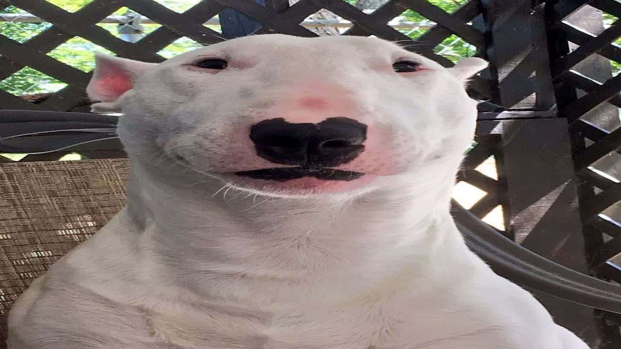 Walter The Dog, white bull terrier, black nose, HD Desktop Wallpaper