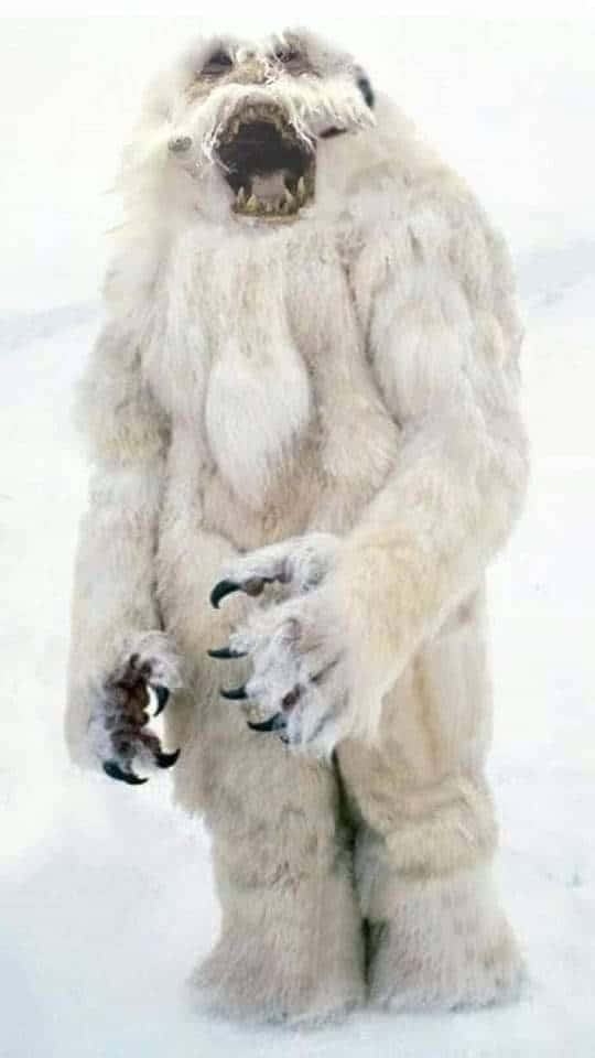 Wampa, yeti, white-furred, SD Phone Wallpaper