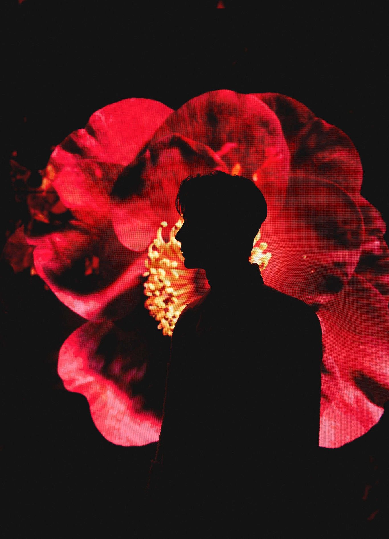 Wang Yibo, glowing red flower, black background, HD Phone Wallpaper